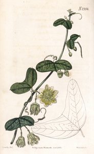 زهرة العاطفة variete - Passiflora biflora (زهرة الآلام الهلالية الأوراق ، Passiflora lunata). نقش على لوح نحاسي ملون يدويًا بواسطة Weddell بعد رسم توضيحي لجيمس سوربي من مجلة Samuel Curtis النباتية "،" لندن بواسطة جيمس سويربي