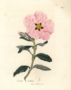Cretan cistus الوردي المزهرة ، Cistus creticus بواسطة جيمس سويربي