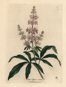شجرة عفيفة مزهرة وردية ، Vitex agnus castus بواسطة جيمس سويربي