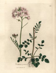 ثوب نسائي ذو أزهار وردية أو زهرة الوقواق، Cardamine pratensis بواسطة جيمس سويربي