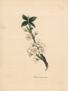 شجرة البرقوق - شجرة البرقوق الشائعة ، Prunus domestica. مأخوذة من رسم توضيحي لجيمس سوربي من "علم النبات الطبي" لوليام وودفيل. بواسطة جيمس سويربي