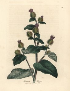 الأرقطيون البنفسجي المزهر ، Arctium lappa بواسطة جيمس سويربي