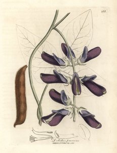 dolichos البقر المزهرة الأرجواني ، Dolichos pruriens