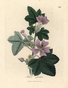 الملوخية الأرجواني المزهرة ، Malva sylvestris