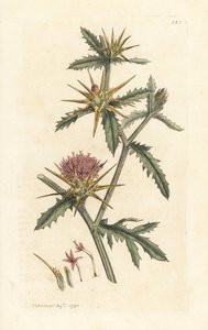 starthistle الأرجواني ، Centaurea calcitrapa (Centauree hatchback ، Centauree etoilee أو Star Thistle) نقش نحاسي ملون يدويًا بعد رسم توضيحي بواسطة James Sowerby من James Smith