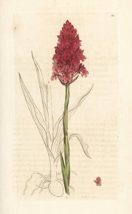 الأوركيد الهرمي ، Anacamptis Pyramidalis (السحلية الهرمية ، السحلية الهرمية). نقش على لوح نحاسي ملون يدويًا بعد رسم توضيحي لجيمس سوربي من علم النبات الإنجليزي لجيمس سميث ، لندن بواسطة جيمس سويربي