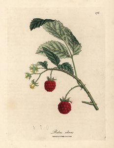 شجيرة التوت مع الفاكهة الناضجة والزهور الصفراء Rubus idaeus بواسطة جيمس سويربي