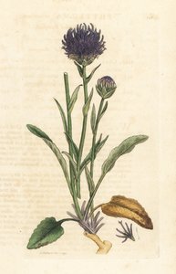 rampion دائري الرأس ، Phyteuma orbiculare (Phyteuma orbicularis) (Orbicular Rapunzel) نقش على لوح نحاسي ملون يدويًا بعد رسم توضيحي بواسطة James Sowerby من James Smith