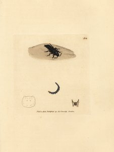 خنفساء روف ، Velleius dilatatus (Staphylinus مسننة القرون ، Staphylinus concolor). نقش على لوح نحاسي ملون يدويًا بواسطة James Sowerby من The Miscellany البريطاني ، أو أشكال ملونة لموضوعات حيوانية جديدة أو نادرة أو قليلة الشهرة. بواسطة جيمس سويربي