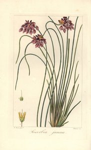 راش ليلي ، Sowerbaea juncea ، موطنه أستراليا. سميت على اسم الفنان النباتي جيمس سويربي. نقش منقوش يدويًا على النحاس بواسطة Barrois من رسم نباتي من تصميم Pancrace Bessa من Mordant de Launay "Herbier General de l