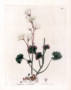 Saxifrage granulee أو bulbbles - saxifrage الأبيض ، Saxifraga granulata. نقش على لوح نحاسي ملون يدويًا من رسم نباتي رسمه جيمس سوربي من ويليام وودفيل والسير ويليام جاكسون هوكر "" علم النبات الطبي ، "جون بون ، لندن بواسطة جيمس سويربي