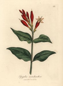 القرمزي الوردي الهندي المزهر ، Spigelia marilandica بواسطة جيمس سويربي