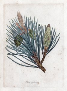 الصنوبر الاسكتلندي - التنوب الاسكتلندي أو الصنوبر الاسكتلندي ، Pinus sylvestris. نقش على لوح نحاسي ملون يدويًا من رسم نباتي رسمه جيمس سوربي من ويليام وودفيل والسير ويليام جاكسون هوكر "" علم النبات الطبي ، "جون بون ، لندن بواسطة جيمس سويربي