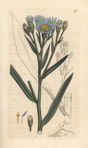نجم البحر ، Tripolium pannonicum subsp. طرابلس بواسطة جيمس سويربي