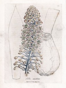 بصل البحر أو البسكويت ، Drimia maritima. نقش على لوح نحاسي ملون يدويًا من رسم نباتي رسمه جيمس سوربي من ويليام وودفيل والسير ويليام جاكسون هوكر "" علم النبات الطبي ، "جون بون ، لندن بواسطة جيمس سويربي