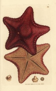 نجم البحر أو نجم البحر ، Hippasteria phrygiana (Asterias equestris؟). نقش على لوح نحاسي ملون يدويًا بواسطة James Sowerby من The British Miscellany ، أو أشكال ملونة لموضوعات حيوانية جديدة أو نادرة أو غير معروفة. بواسطة جيمس سويربي