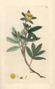 شجيرة شجيرة ذات أوراق نباتية أو Dasiphora fruticosa أو Potentilla fruticosa (Cinquefoil frutescente ou la cinquefoil shbustive) نقش على لوح نحاسي ملون يدويًا بعد رسم توضيحي بواسطة James Sowerby من James Smith