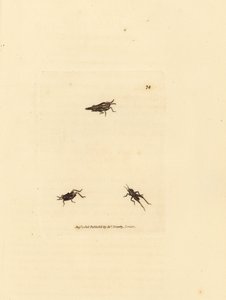 جندب نحيف ، Tetrix subulata (أكريديوم على شكل AWL ، أكريديوم سوبولاتوم). نقش على لوح نحاسي ملون يدويًا بواسطة James Sowerby من The British Miscellany ، أو أشكال ملونة لموضوعات حيوانية جديدة أو نادرة أو غير معروفة. بواسطة جيمس سويربي