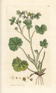 حوذان زهرة صغيرة ، Ranunculus parviflorus (الحوذان) نقش على لوح نحاسي ملون يدويًا بعد رسم توضيحي لجيمس سوربي من علم النبات الإنجليزي لجيمس سميث ، لندن بواسطة جيمس سويربي