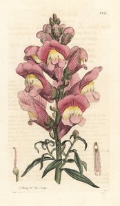 Snapdragon ، Antirrhinum majus نقش على صفيحة نحاسية ملونة يدويًا بعد رسم توضيحي بواسطة James Sowerby من علم النبات الإنجليزي لجيمس سميث ، لندن بواسطة جيمس سويربي