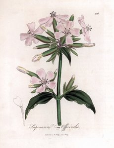 Soapwort، Saponaria officinalis. نقش على لوح نحاسي ملون يدويًا من رسم نباتي رسمه جيمس سوربي من ويليام وودفيل والسير ويليام جاكسون هوكر "" علم النبات الطبي ، "جون بون ، لندن بواسطة جيمس سويربي