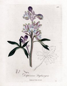 Staphisegar أو العشب مع القمل أو العشب مع العنب البري أو النقرس - النخلة larkspur أو stavesacre ، Delphinium staphisagria. نقش على صفيحة نحاسية ملونة يدويًا من رسم توضيحي نباتي بواسطة James Sowerby من William Woodville و Sir William Jackson H بواسطة جيمس سويربي
