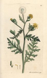 تربة كريهة الرائحة أو لزجة، Senecio viscosus (senecon لزج) نقش على صفيحة نحاسية ملونة يدويًا بعد رسم توضيحي لجيمس سويربي من علم النبات الإنجليزي لجيمس سميث، لندن بواسطة جيمس سويربي