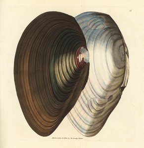 بلح البحر ، Anodonta stagnalis (Mytilus stagnalis). نقش على لوح نحاسي ملون يدويًا بواسطة James Sowerby من The British Miscellany ، أو أشكال ملونة لموضوعات حيوانية جديدة أو نادرة أو غير معروفة. بواسطة جيمس سويربي