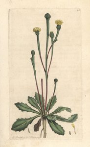 نجاح سوين ، Arnoseris minima (Hyoseris minima). نقش على لوح نحاسي ملون يدويًا بعد رسم توضيحي لجيمس سوربي من علم النبات الإنجليزي لجيمس سميث ، لندن بواسطة جيمس سويربي