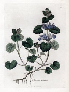 اللبلاب الأرضي - اللبلاب الأرضي ، Glecoma hederacea. نقش على لوح نحاسي ملون يدويًا من رسم نباتي رسمه جيمس سوربي من ويليام وودفيل والسير ويليام جاكسون هوكر "" علم النبات الطبي ، "جون بون ، لندن بواسطة جيمس سويربي