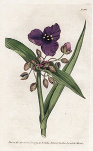 Tradescantia ou setcreasee - مطبوعات حجرية لجيمس سوربي (1757-1822) ، من مجلة ويليام كيرتس النباتية (1746-1799) بواسطة جيمس سويربي