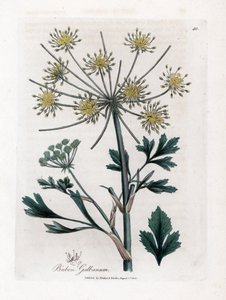 مجموعة متنوعة من umbelllifere تنتج صمغًا راتنجيًا - الدبل ذو أوراق الكشمش، وBubon galbanum. نقش نحاسي ملون يدويًا من رسم توضيحي نباتي لجيمس سويربي من ويليام وودفيل وكتاب ""علم النبات الطبي"" للسير ويليام جاكسون هوكر،" جون بون، لندن بواسطة جيمس سويربي