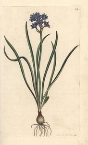 ربيعي أو ربيع البسكويت ، Scilla verna (Spring Scille) نقش على لوح نحاسي ملون يدويًا بعد رسم توضيحي بواسطة James Sowerby من علم النبات الإنجليزي لجيمس سميث ، لندن بواسطة جيمس سويربي