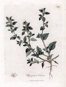 Vuvaire - قدم الأوز النتن ، Chenopodium vulvaria. نقش على لوح نحاسي ملون يدويًا من رسم نباتي رسمه جيمس سوربي من ويليام وودفيل والسير ويليام جاكسون هوكر "" علم النبات الطبي ، "جون بون ، لندن بواسطة جيمس سويربي