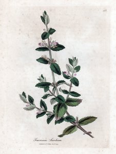 Water germandree - جرثومة الماء ، Teucrium scordium. نقش على لوح نحاسي ملون يدويًا من رسم نباتي رسمه جيمس سوربي من ويليام وودفيل والسير ويليام جاكسون هوكر "" علم النبات الطبي ، "جون بون ، لندن بواسطة جيمس سويربي