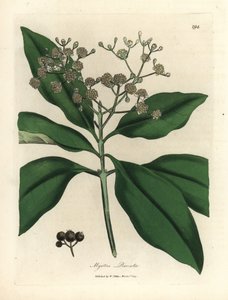 شجرة البهارات البيضاء المزهرة ، Myrtus pimenta بواسطة جيمس سويربي