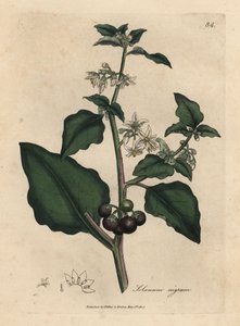 زهرة بيضاء ، توت أسود ، حديقة الباذنجان ، Solanum nigrum بواسطة جيمس سويربي