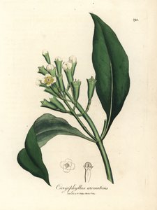 شجرة توابل القرنفل البيضاء المزهرة ، Caryophyllus aromaticus بواسطة جيمس سويربي