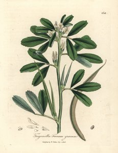 الحلبة البيضاء المزهرة مع البذور ، Trigonella foenum graecum