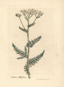 زهرة اليارو البيضاء أو الزهرة البيضاء ، Achillea millefolium بواسطة جيمس سويربي