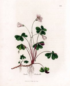 حميض الخشب أو أكسيد الخشب - Woodsorrel ، Oxalis acetosella. نقش على لوح نحاسي ملون يدويًا من رسم نباتي رسمه جيمس سوربي من ويليام وودفيل والسير ويليام جاكسون هوكر "" علم النبات الطبي ، "جون بون ، لندن بواسطة جيمس سويربي
