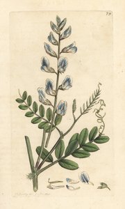 البيقية الخشبية ، Vicia sylvatica (vesce des bois) نقش على لوح نحاسي ملون يدويًا بعد رسم توضيحي لجيمس سوربي من علم النبات الإنجليزي لجيمس سميث ، لندن بواسطة جيمس سويربي