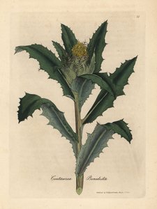 مباركة صفراء مزهرة أو شوك مقدس ، Centaurea benedicta بواسطة جيمس سويربي