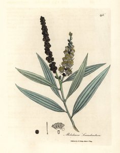شجرة كاجيبوت ذات أزهار صفراء، Melaleuca leucadendron بواسطة جيمس سويربي