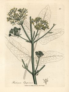 opopanax أصفر مزهر أو الجزر الأبيض الخام ، Pastinaca opopanax بواسطة جيمس سويربي