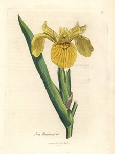 علم الماء الأصفر ، Iris pseudacorus بواسطة جيمس سويربي