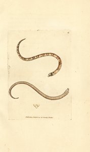 ثعبان صغير أملس ، Coronella austriaca (ثعبان Dumfriesshire ، Coluber dumfrisiensis). نقش على لوح نحاسي ملون يدويًا بواسطة James Sowerby من The British Miscellany ، أو أشكال ملونة لموضوعات حيوانية جديدة أو نادرة أو غير معروفة. بواسطة جيمس سويربي