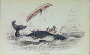 حوت غرينلاند ، رسم توضيحي منقوش بواسطة ويليام هوم ليزارز (1788-1859) بواسطة جيمس ستيوارت