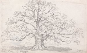 السيد هوارد لارج أوك ، 5 أغسطس ، 1820 بواسطة جيمس وارد