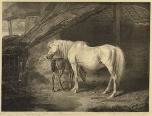 Primrose and Foal ، من الخيول المشهورة ، مجموعة من أربعة عشر طبعة سباق نشرت من قبل الفنان ، 1823-24 بواسطة جيمس بعد وارد